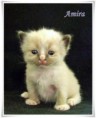/album/amira/amira-3-hetes-02-jpg/